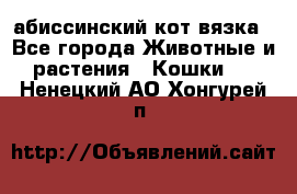 абиссинский кот вязка - Все города Животные и растения » Кошки   . Ненецкий АО,Хонгурей п.
